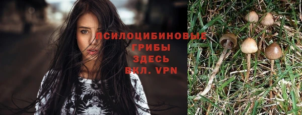 гашик Вяземский